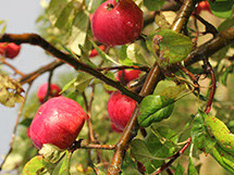 Cideræbler på Østervang Gaard mosteri mellem Ringsted, Køge og Roskilde